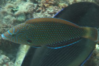 Anampses caeruleopunctatus - Blaupunkt-Perllippfisch (Gelbbrust-Lippfisch, Diamanten-Perljunker)